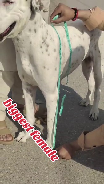 Explore Peshawar's Biggest Dog Centre