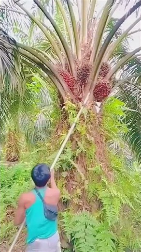 Palm Tree Fruit Harvesting Process | Cutting Branches & Collecting Fruits Like a Pro