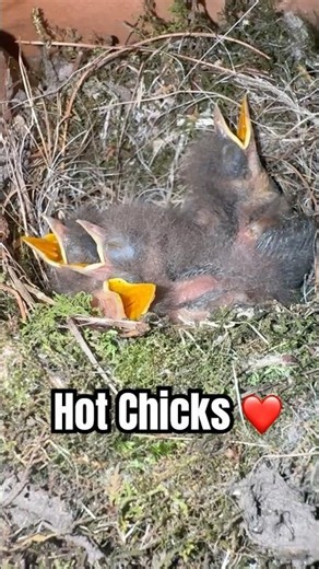 Hot Chicks ❤️