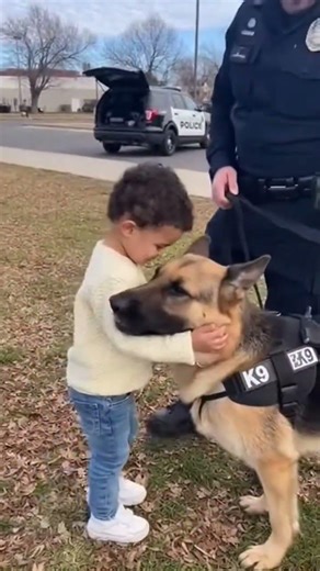 Delta Force Malinois Vs Police German Shepherd _ Which breed wins in Operation #k9