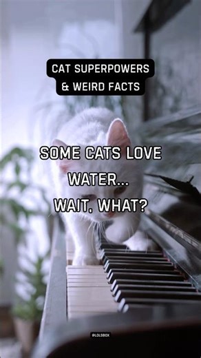 Some cats love water… wait, what?