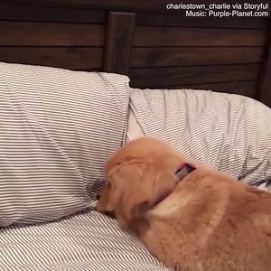 108K views · 2.4K reactions | Can someone tell this dog that he can’t bury a bone in a bunch of pillows?!  | Daily Mail Animals | Facebook