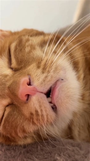 2.9K views · 20 reactions | [위키요미] 살짝 벌린 입 사이로 보이는 쪼끔한 치아醴… 진짜 귀여움이 이렇게 섬세할 일인가요  출처 : instagram @c.c.c__cat | Wikitree - 위키트리 | Facebook