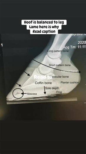 A few years ago Scotch a beloved school horse of mine one foreleg was slightly lame - with no other outward sign except positive to hoof testers. Vet decided to x ray to see what is going on inside the hoof These x-rays tell several things Good news 1. He does not have a rotated coffin bone as the wall distance on top of coffin bone the same at the top as the toe on both front hooves. 2. His hooves are trimmed at the correct angle because the wall matches the top of the coffin bone see white lin