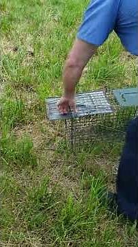 Live trapping groundhogs - Release #1
