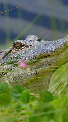 Explore Wildlife at Huntington Beach State Park