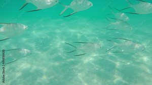 Caribbean Tropical Fish Trachinotus Goodei swimming - Slow Motion.