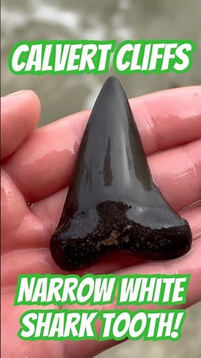 CALVERT CLIFFS FOSSIL HUNTING! (NARROW WHITE SHARK TOOTH FOUND!) #sharkteeth #maryland #fossils