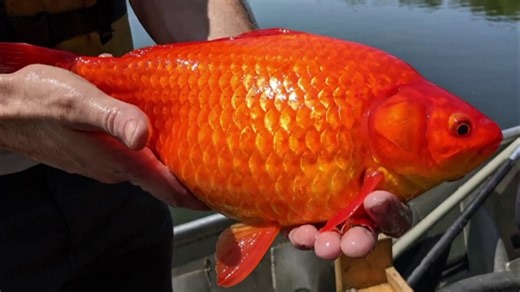 Massive goldfish wreak havoc on eco systems of lakes across US
