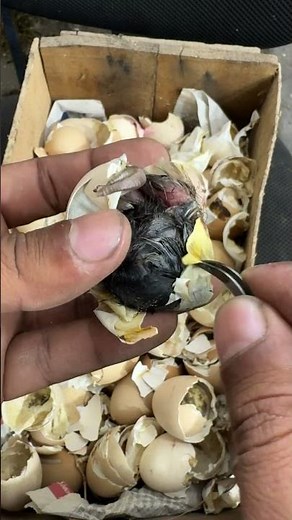 Found Live egg inside Egg shells