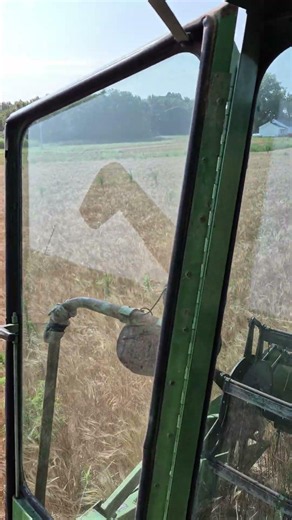 Harvesting ancient Einkorn wheat.