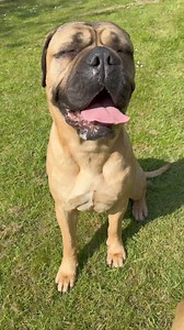 19K views · 364 reactions | I wanna talk about pants!全 Well…panting!...