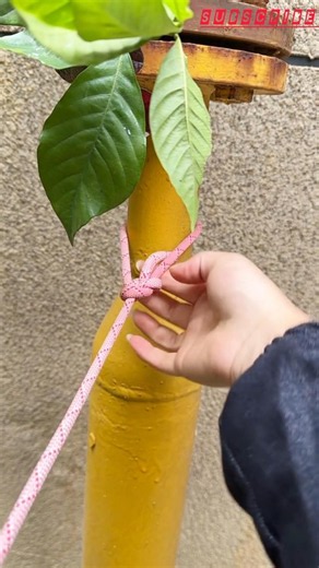 Beautiful Rope Knot You Need to Learn Today | Strong & Easy Knot Tutorial 👍 #craft #outdoors #skills