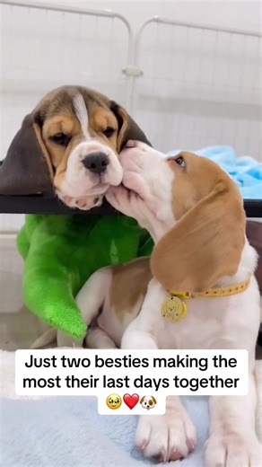 Imagining Home with a Beagle Addition