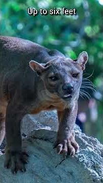 A predator unlike any cat you've ever seen | Fossa | S01 080 | Remarkable Mammals