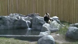 Toronto zoo breeds endangered animals