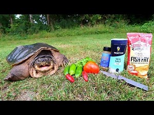 Catch n' Cook FAT, ANGRY Snapping Turtle!
