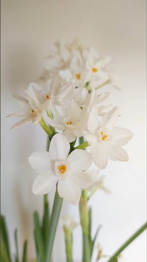 How To Force Paperwhite Bulbs In Water #winterfloweringplant #indoorgardening #paperwhite