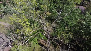 14K views · 71 reactions | City of Brantford Forestry and Horticulture staff share strategies to handle the gypsy moth infestations and ask the public for help to protect our city’s trees. Learn more at Brantford.ca/Gypsymoth | City of Brantford | Facebook