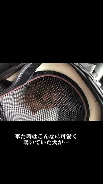 子犬の成長って早い。#犬のいる生活 #赤ちゃん犬 #ティーカッププードル #うちの子が可愛すぎる #おすすめ乗りたい