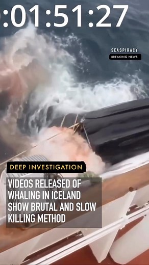 203K views · 81 reactions | Videos released from MAST in Iceland reveals the truth behind whaling. These fin whales are being harpooned to death, yet this method of killing can take up to two hours. Check out @last_whaling_station and email Iceland’s prime minister Katrin Jakobsdotttir pmo@pmo.is to end whaling now. #finwhales #seaspiracy #whaling #iceland #marinewildlife #wildlife #endwhaling #animals #nature | Seaspiracy | Facebook
