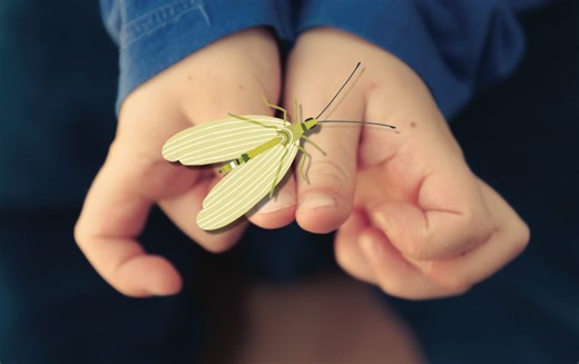 Investigating invertebrates