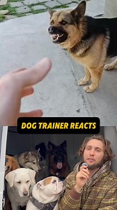 3.8K views · 25 reactions | ⚠️ DOG TRAINER REACTS ⚠️ - owner plays with growling German Shepherd #dog #dogtraining #dogwalker #packleader #obediencedog #doglover #puppytraining #puppy #reactionvideo #reaction #dogtrainerreacts #germanshepherd #growling #aggressivedog #fyp | Cherry Hoggs | Facebook