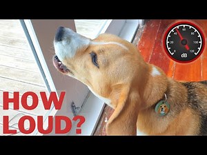 How Loud is a Beagle Bark? How many Decibels?