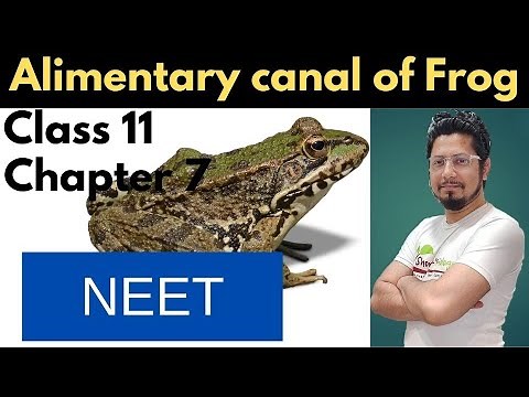 Alimentary canal of frog class 11