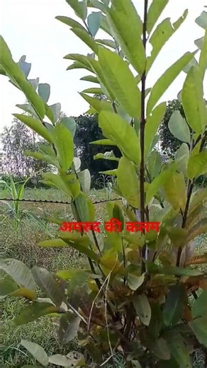 अमरूद का पौधा #song #shortvideo #agriculture .
