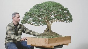 This iconic Kingsville boxwood was developed and propagated in North America, and is most likely the oldest and largest of this species that exists in the world as a bonsai. We are so grateful to Rodney Clemens for sharing his knowledge in the journey of this tree. Visit live.bonsaimirai.com and start your free trial to see the transformation, and learn more about the boxwood process. | Bonsai Mirai