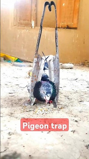 Pigeon trap 🤪 | How to trap pigeons