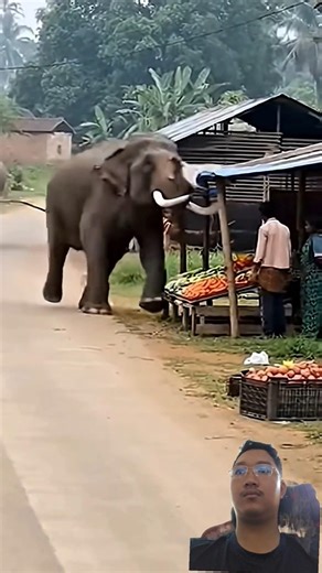 ELEPHANT ON A RAMPAGE! 🚜 Huge Bull Elephant Destroys Entire Village In Seconds! 😱🤯 #elephant ✨