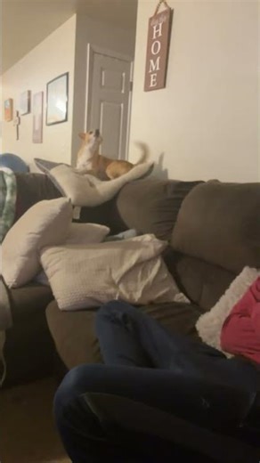 Dogs howling#cutedog