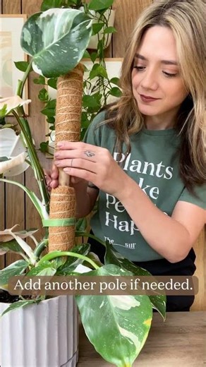 How To Support Climbing Plants