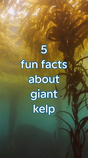 22K views · 697 reactions | Holdfast to your favorite fronds and wrap yourself up in five fun facts about the magnificent macroalgae, giant kelp! | Monterey Bay Aquarium | Facebook