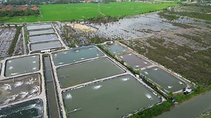 Aerial view look down aquaculture fish farm near wetland flood