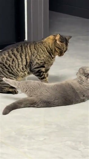 My Cat's One-Move Takedown Had Me Crying With Laughter – You Won’t Believe This!