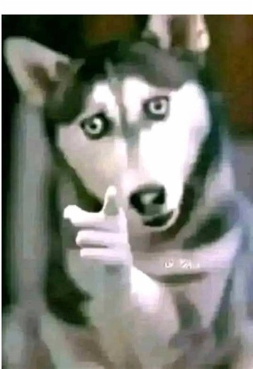 Caribou Iced Coffee Menu: Unstoppable Refreshments