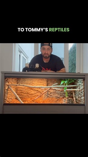 Baby Green Tree Monitor Enclosure!🦎#greentreemonitor #treemonitor #monitorlizard #lizard #reptiles