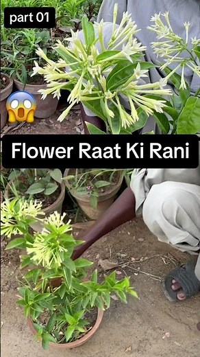 raat ki rani plant care 2023 | how to flower in raat ki rani