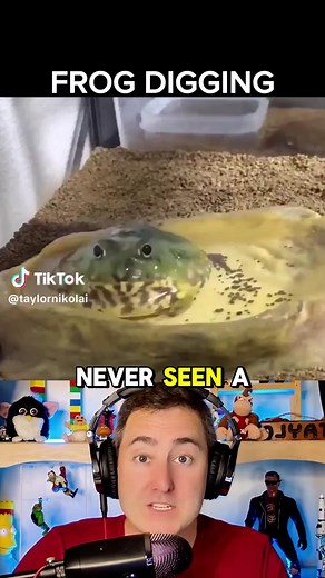 Pac-Man Frog Digging: Care Tips for Pet Pacman Frogs