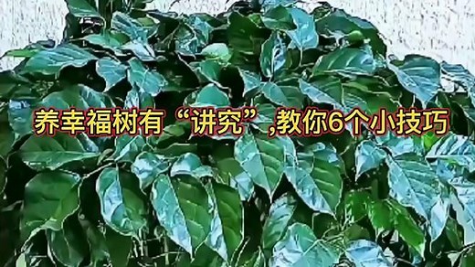 养幸福树有讲究，教你6个小技巧，枝繁叶茂还开花，寓意好极了