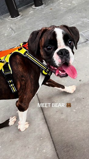 Introducing Bear: The Golden Doodle Boxer Dog