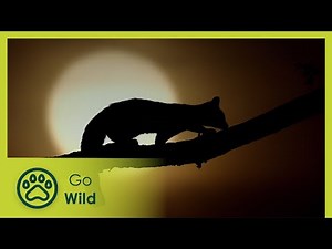 A Genet's Tale - Go Wild