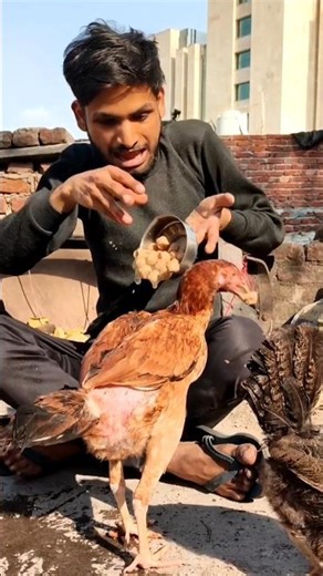 Murgo Ne Khana Gira Diya😭 #rooster #backyardchickens