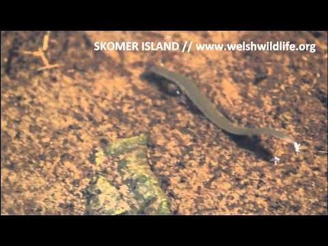 Freshwater Leech - Wonderful swimmers, amazing movement Skomer Island, Wick Stream. !