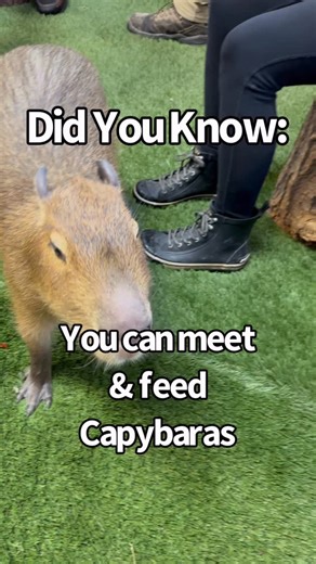 This was truly a one-of-a-kind experience! 🥰 Capybaras aren’t just ridiculously adorable — they’re incredibly social and gentle. They ate right from our hands and happily soaked up all the love and attention. This wasn’t our first animal encounter at The Wild Animal Park… and it definitely won’t be our last! 🔗 Learn more about all the incredible animal encounters here: https://adventuresny.com/zoos/central-region-zoos-and-wildlife/the-wild-animal-park-chittenango-new-york/ #ExploreNY #CNY #ani
