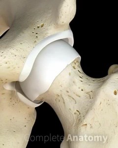 A hip labral tear is an injury to the labrum, the soft tissue that covers the acetabulum (socket) of the hip. A hip labral tear can be caused by injury, structural problems, or degenerative issues. Symptoms include pain in the hip or stiffness. | Yoganatomie
