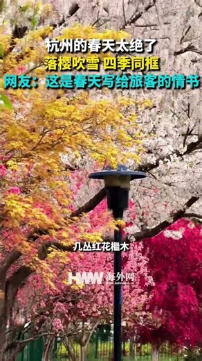 杭州的春天太绝了 落樱吹雪 四季同框 网友：这是春天写给旅客的情书 #2026与中国同行 #微观中国